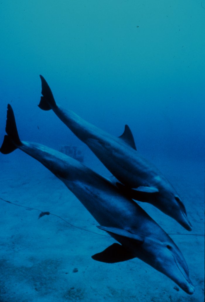 dolphins