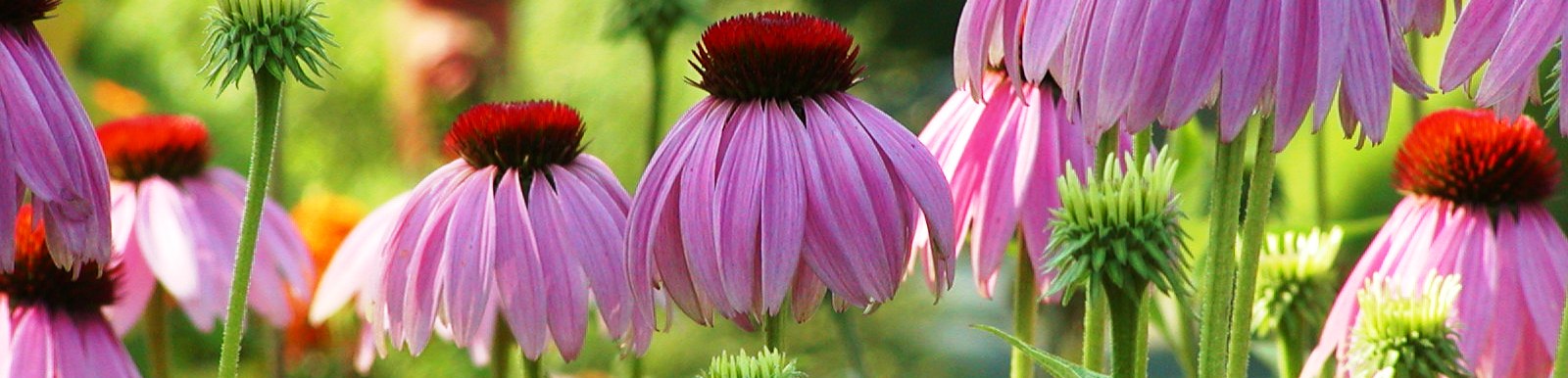 Austrian Flowers