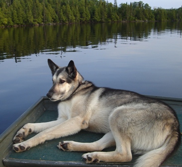 Jake - Pure dog - Shephard, Greyhound, Husky mix