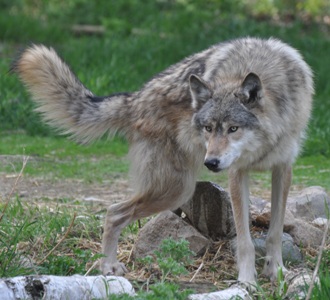 Denali at the International Wolf Center doing an RLU