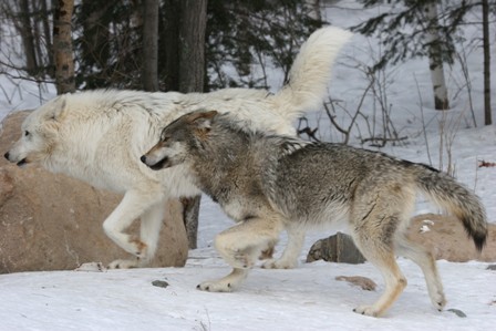 A dominant pair displaying a parallel gait