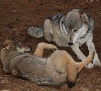 Aidan as a 2008 pup submitting to Grizzer